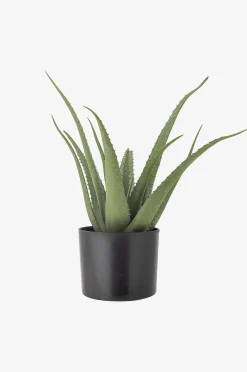 Aloe Kasvi