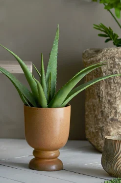 Aloe Kasvi