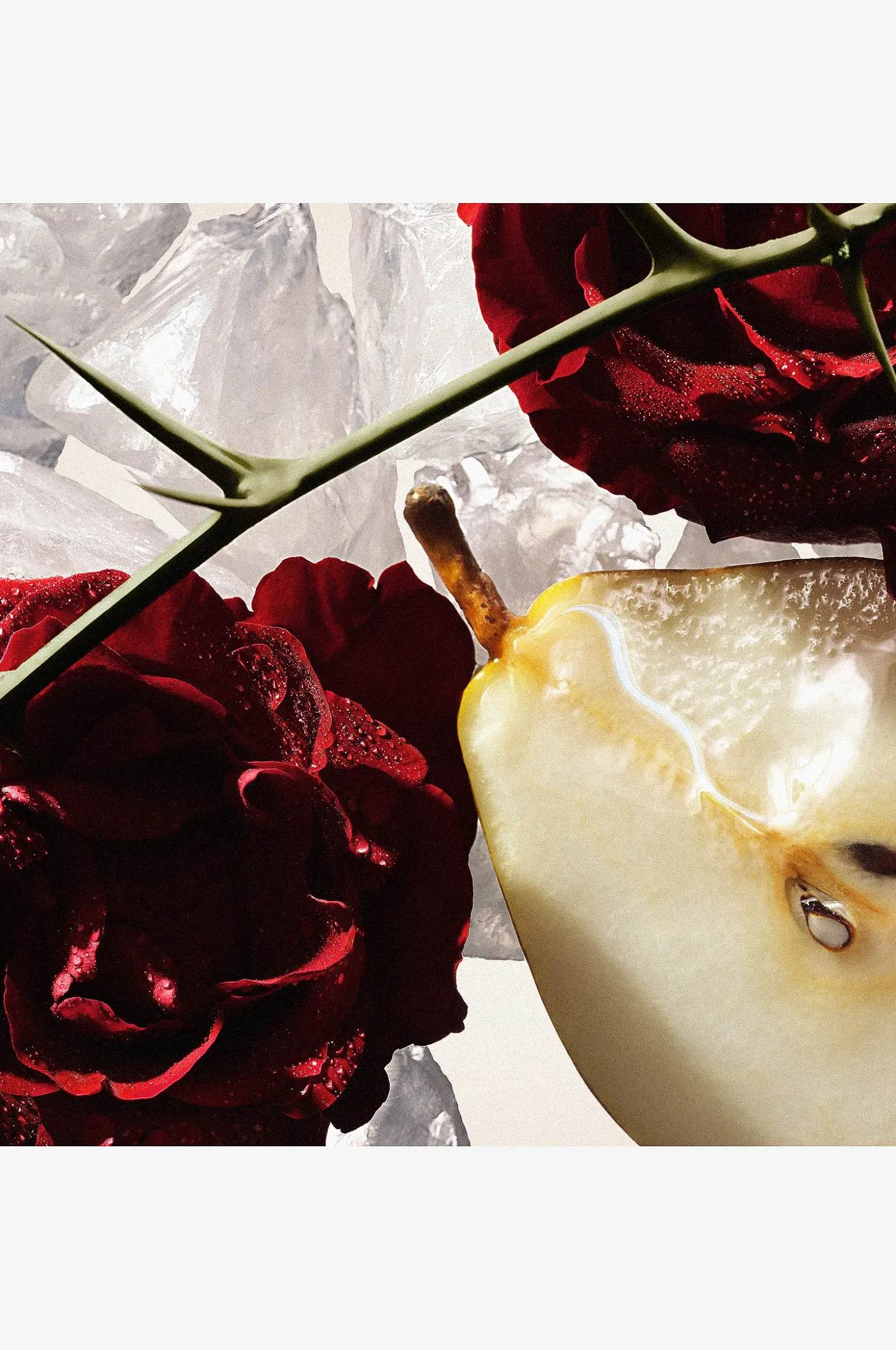 Amor Amor Edp