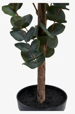 Eukalyptuspuu