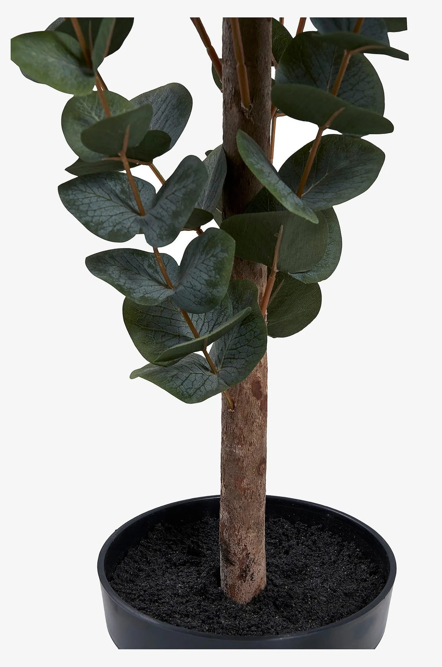 Eukalyptuspuu