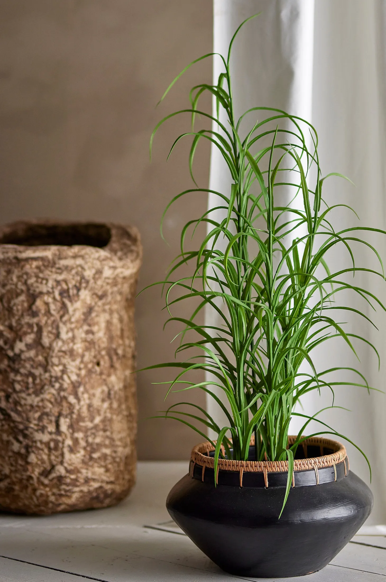 Grass Kasvi