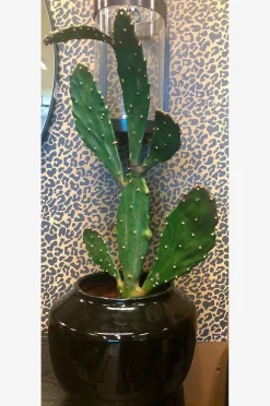 Kasvi Verde kaktus