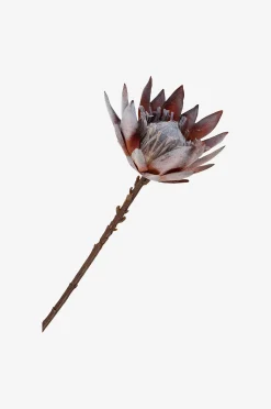 Kimppu King Protea