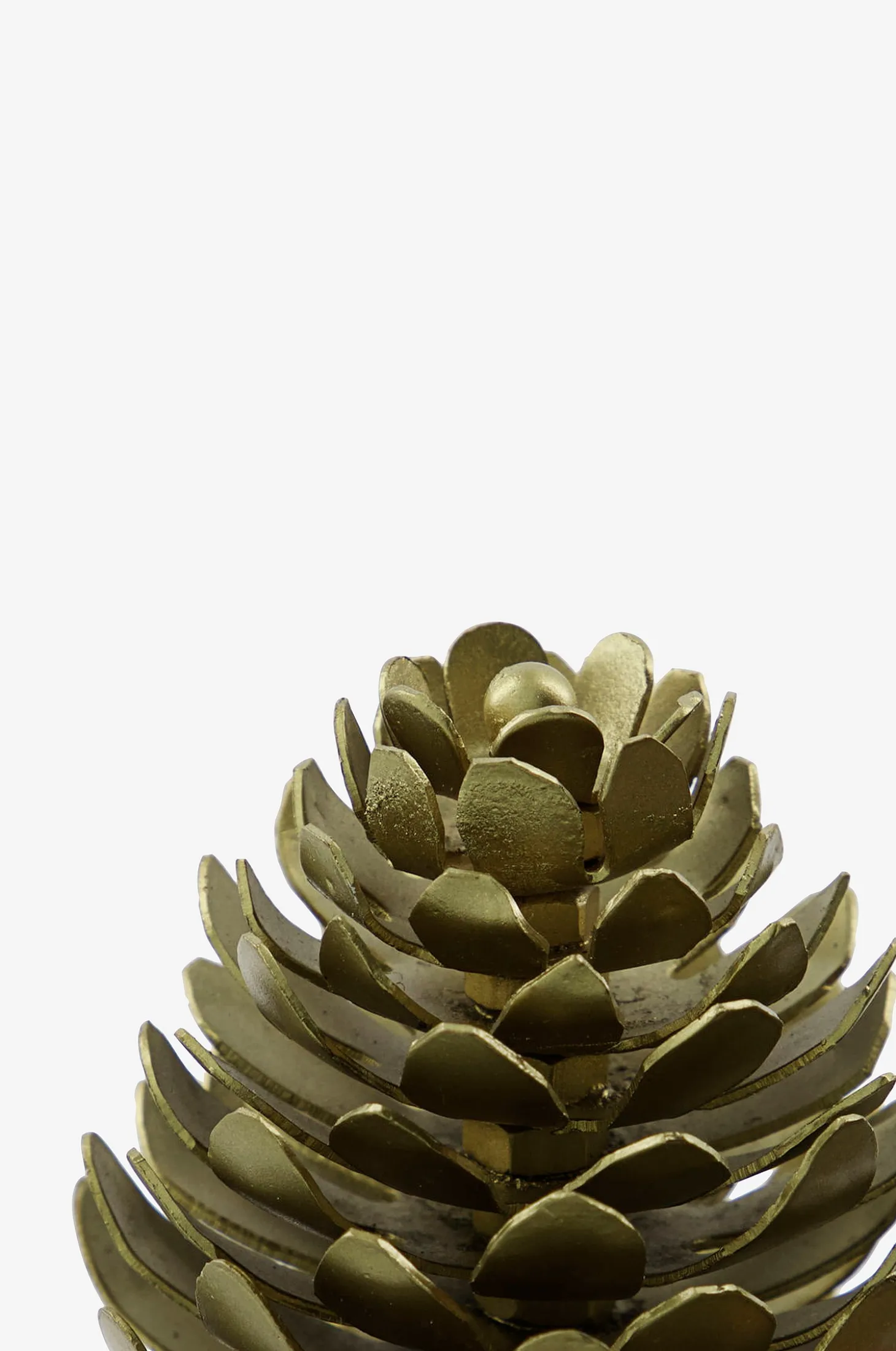 Korttipidike Pinus