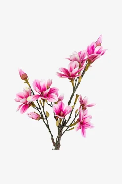 Magnoliapuu