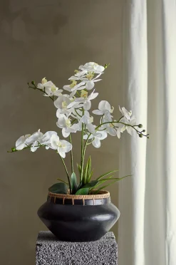 Orchid Kasvi