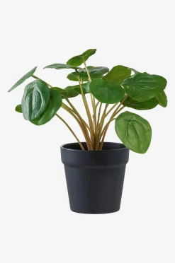 Pelia