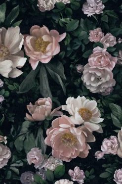 Tapetti New Dawn Rose