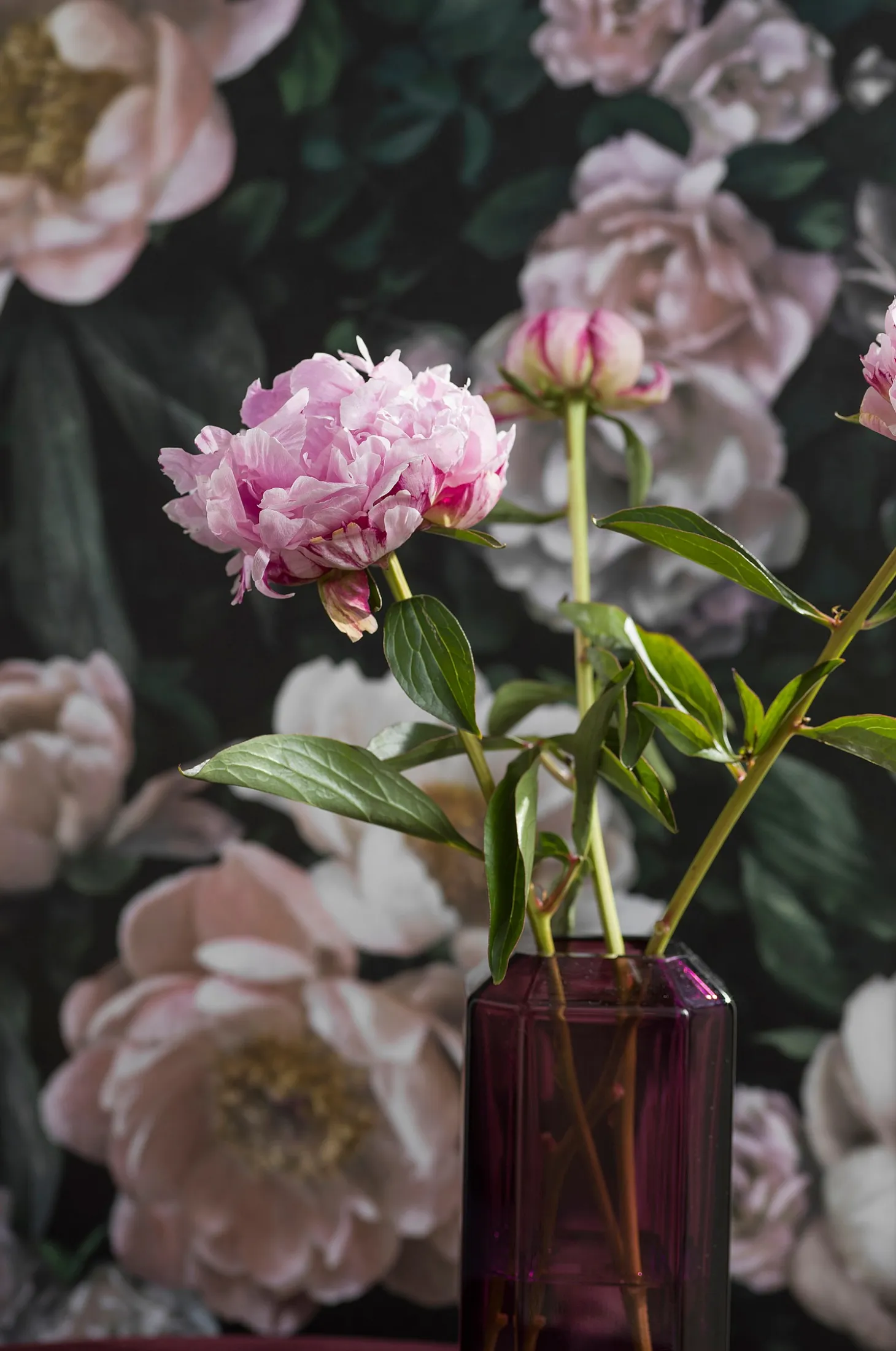 Tapetti New Dawn Rose