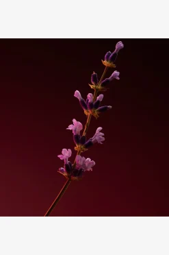 The Scent Elixir Parfum