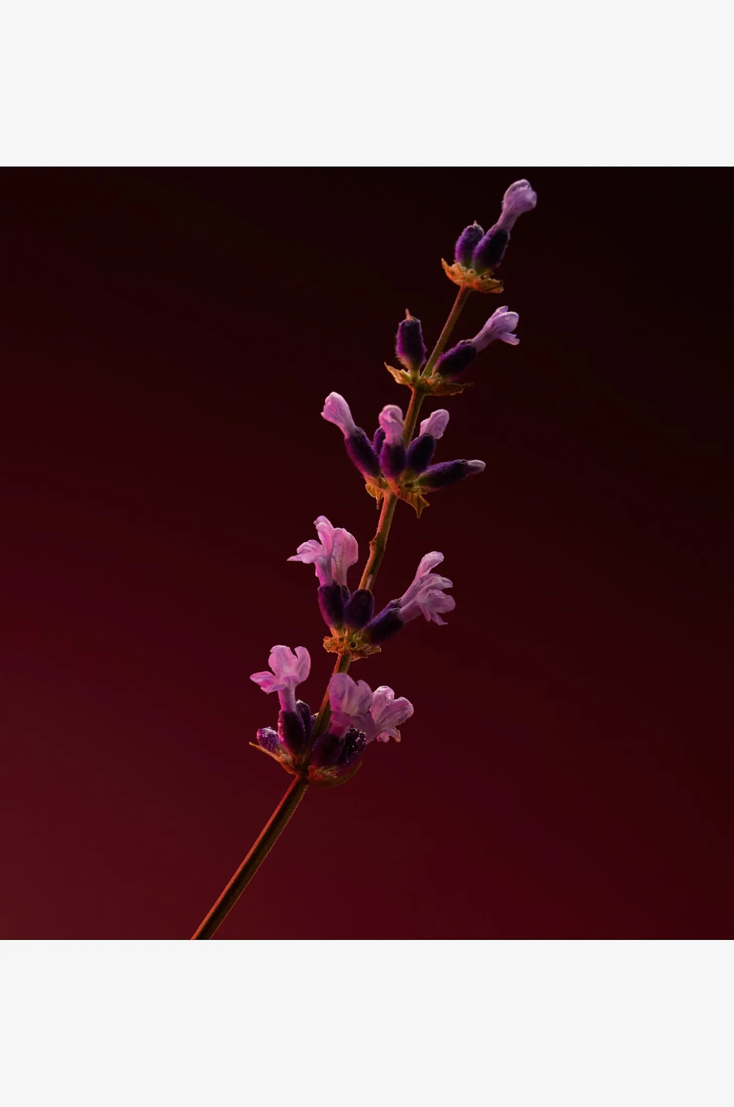 The Scent Elixir Parfum