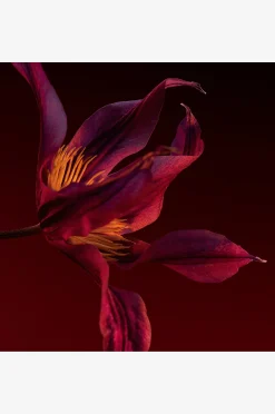 The Scent For Her Elixir Edp
