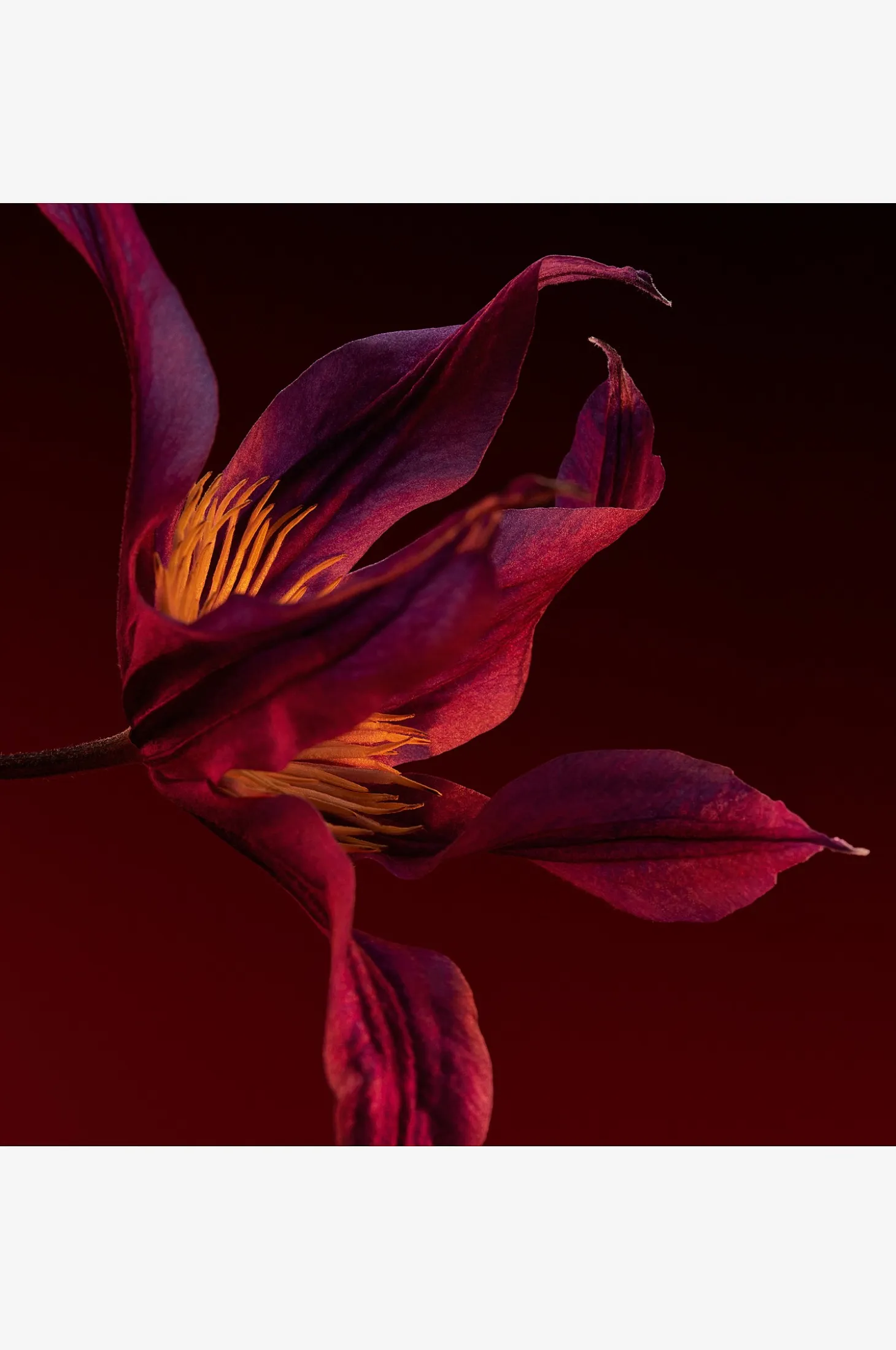 The Scent For Her Elixir Edp
