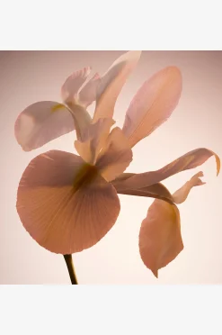 The Scent Le Parfum Edp